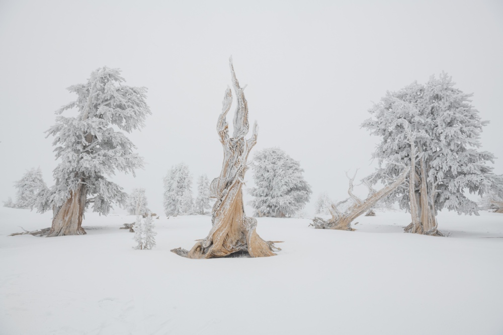 Photos taken in ancient bristlecone forests found in Nevada and California.